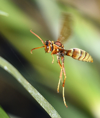 Polistes dorsalis californicus