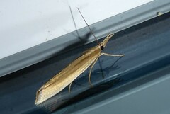 Orocrambus angustipennis