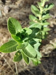 Gomphocarpus cancellatus