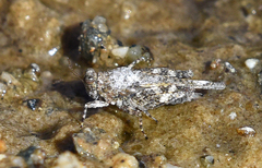 Paratettix freygessnerii