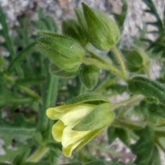 Emmenanthe penduliflora penduliflora