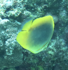 Chaetodon aureofasciatus