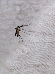 Psorophora longipalpus