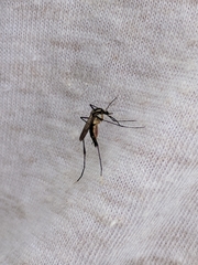 Psorophora longipalpus