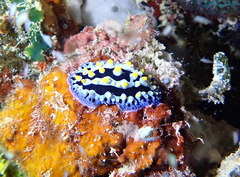 Phyllidia coelestis