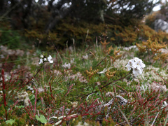 Euphrasia striata
