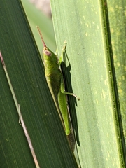 Stenacris vitreipennis