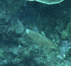 Cheilodipterus macrodon