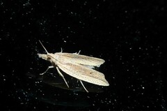 Bactra noteraula