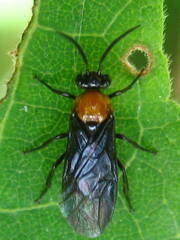 Atomacera decepta