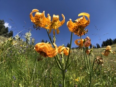 Lilium pardalinum wigginsii