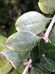 Eurytetranychus buxi