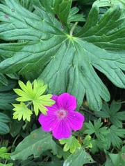 Geranium sanguineum