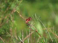 Tramea loewii