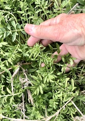 Ratibida columnifera