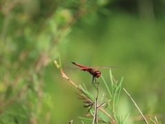 Tramea loewii
