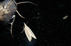 Bactra noteraula