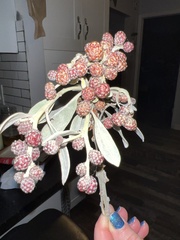 Conocarpus erectus sericeus