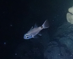 Nectamia