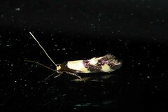 Opogona comptella
