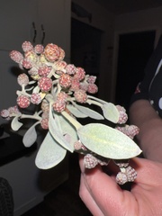 Conocarpus erectus sericeus