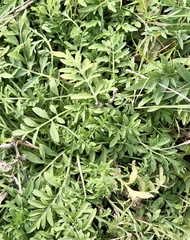 Ratibida columnifera