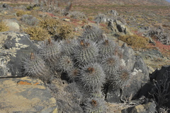 Copiapoa coquimbana