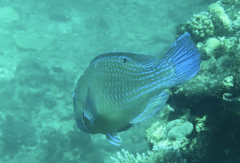 Choerodon schoenleinii