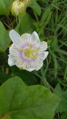 Passiflora moritziana