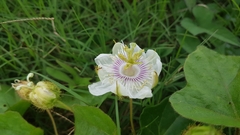 Passiflora moritziana