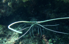 Panulirus versicolor