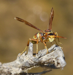 Polistes dorsalis californicus