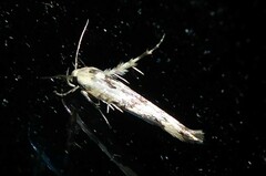 Stathmopoda melanochra
