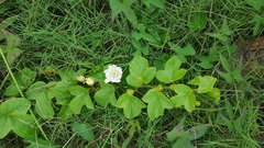 Passiflora moritziana