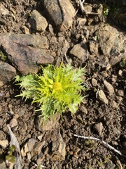 Sanicula arctopoides