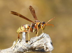 Polistes dorsalis californicus
