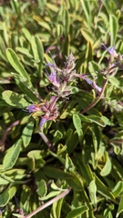 Salvia sonomensis