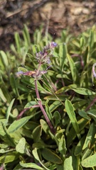 Salvia sonomensis