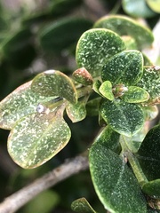 Eurytetranychus buxi