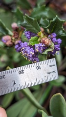 Ceanothus divergens