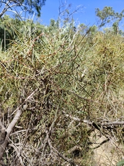 Hakea carinata