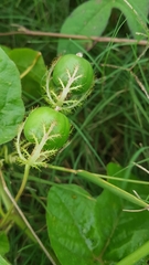 Passiflora moritziana