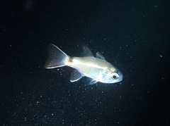 Nectamia