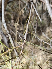 Hakea carinata