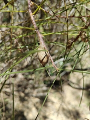 Hakea carinata