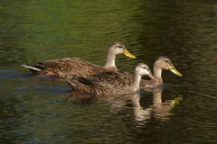 Anas platyrhynchos × fulvigula