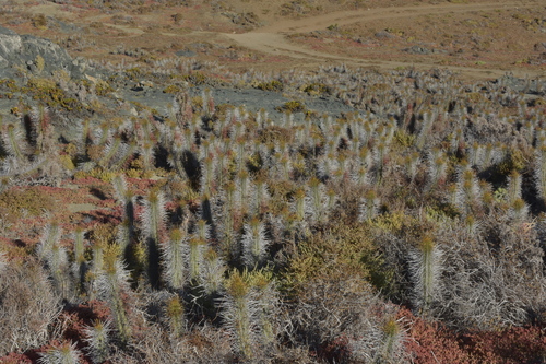 Image of Eulychnia castanea by (c) Matías, some rights reserved (CC BY)