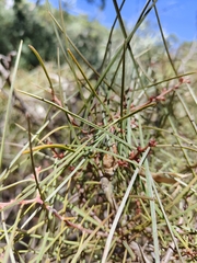 Hakea carinata
