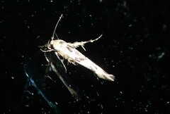 Stathmopoda melanochra