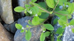 Bothriospermum zeylanicum